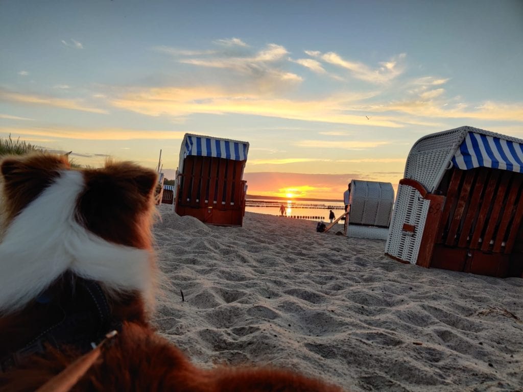 vakantie kimberly alkemade met de honden